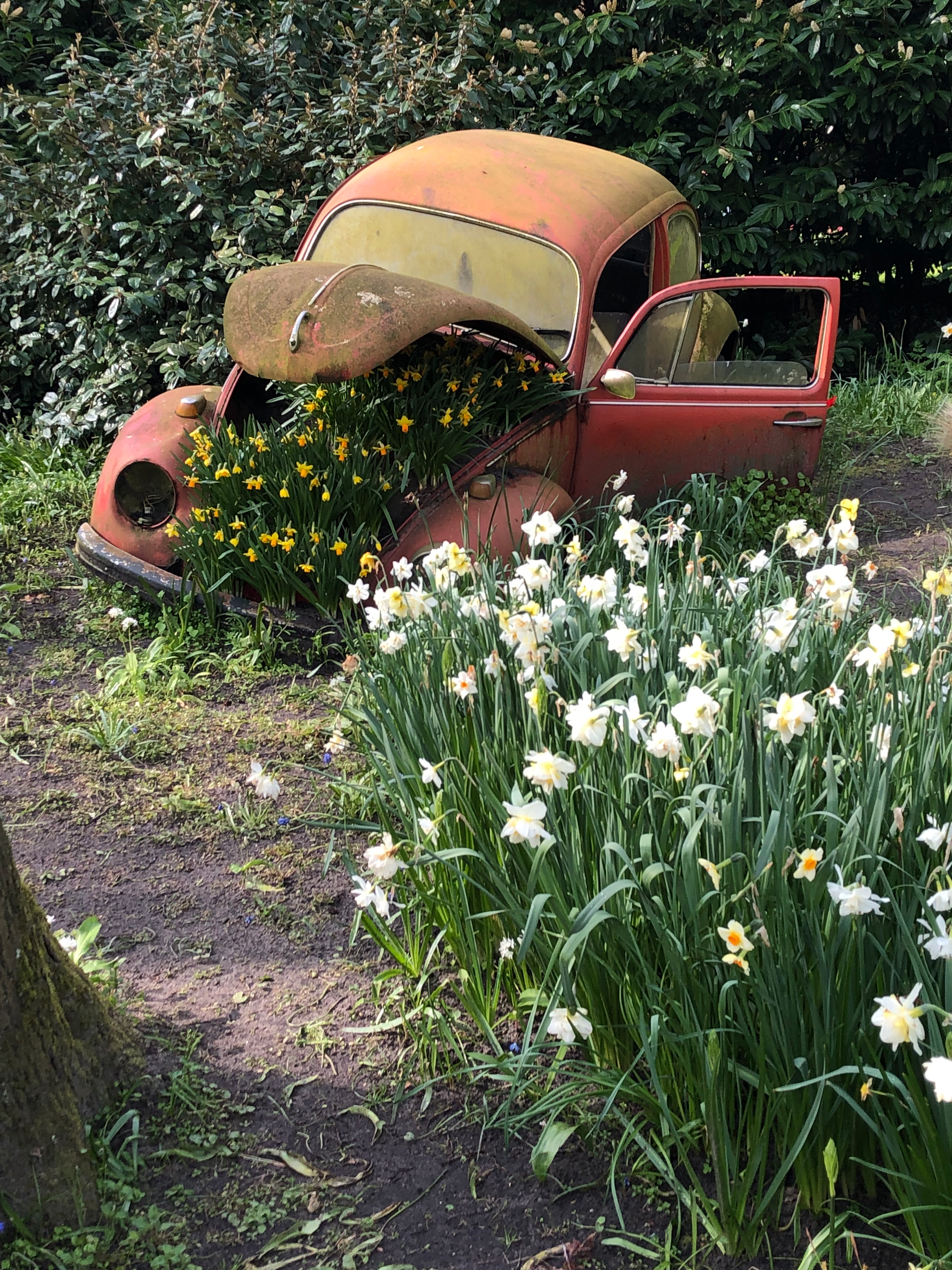 vw Bug with daffodils
